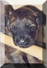 zu den Welpenbildern, Briard Zucht Lbeck, Schleswig -Holstein