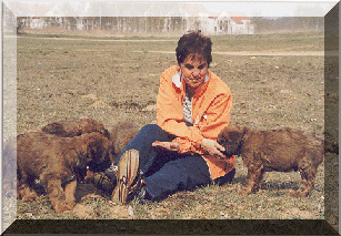 zu den weiteren Bildern, Briard Zucht Lbeck, Schleswig -Holstein
