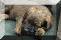 Briard Zucht Lbeck, Schleswig Holstein