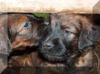 Briard Zucht Lbeck, Schleswig-Holstein