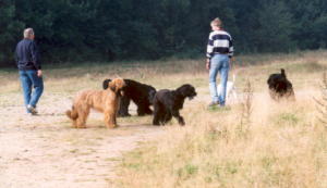 Spaziergang Briard Zucht Lbeck 