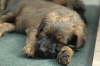 Briard Zucht L�beck, Schleswig-Holstein