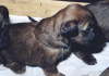 Briard Zucht L�beck, Schleswig-Holstein
