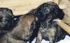 Briard Zucht L�beck, Schleswig-Holstein