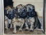 Briard Zucht L�beck, Schleswig-Holstein