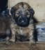 Briard Zucht L�beck, Schleswig-Holstein