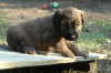 Briard Zucht L�beck, Schleswig-Holstein