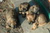 Briard Zucht L�beck, Schleswig-Holstein