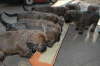 Briard Zucht L�beck, Schleswig-Holstein