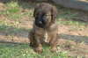 Briard Zucht L�beck, Schleswig-Holstein