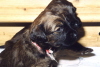  Briard Zucht aus L�beck
