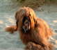 Briard Zucht L�beck, Schleswig-Holstein