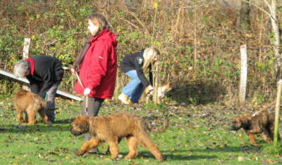 Briard Zucht L�beck