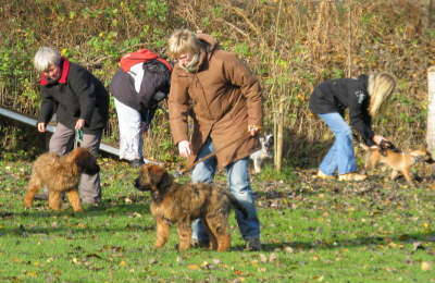 Briard Zucht L�beck