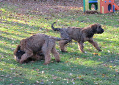 Briard Zucht L�beck