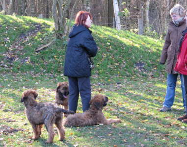 Briard Zucht L�beck