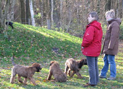 Briard Zucht L�beck