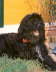 Aimee de la mer de l'est Briard Zucht L�beck