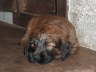 Briard Zucht Lbeck