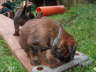 Briard Zucht L�beck