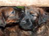 Briard Zucht L�beck