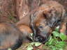 Briard Zucht L�beck