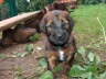 Briard Zucht L�beck