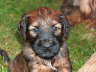 Briard Zucht L�beck