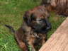 Briard Zucht L�beck