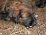 Briard Zucht L�beck