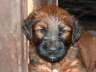 Briard Zucht L�beck