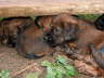 Briard Zucht L�beck