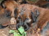 Briard Zucht L�beck