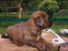 Briard Zucht L�beck