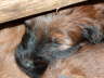 Briard Zucht L�beck