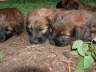 Briard Zucht L�beck