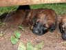 Briard Zucht L�beck