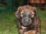 Briard Zucht L�beck