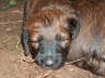 Briard Zucht L�beck