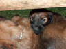 Briard Zucht L�beck