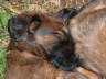 Briard Zucht L�beck