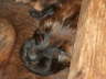 Briard Zucht L�beck