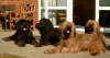 Briard Zucht L�beck, Schleswig-Holstein