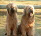 Briard Zucht L�beck, Schleswig-Holstein