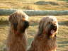 Briard Zucht L�beck, Schleswig-Holstein
