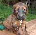 Briard Zucht L�beck