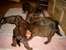 F�tterung  Briard Zucht aus L�beck