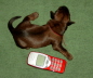 Gr��envergleich eines 1 Tag alten Welpen  Briard Zucht aus L�beck
