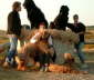 Briard Zucht L�beck, Schleswig-Holstein