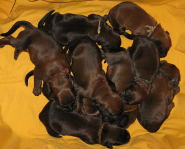 Briard Zucht Lbeck, Schleswig Holstein